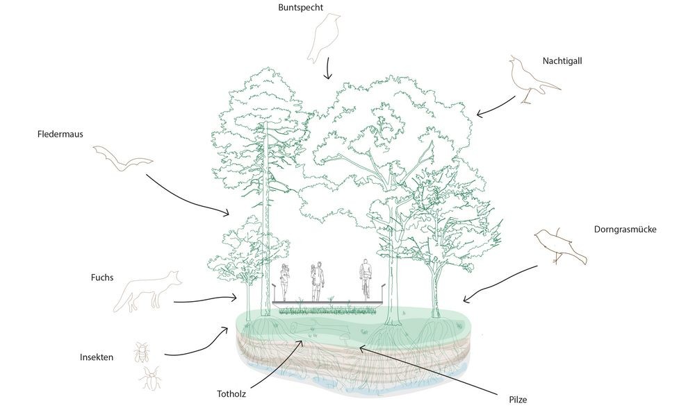 Diagramm der Naturwaldzelle